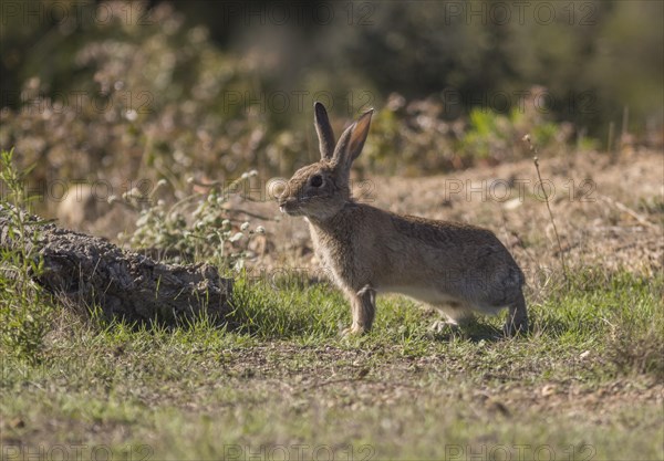 European hare