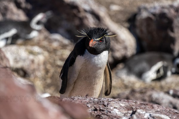 Southern rockhopper penguin
