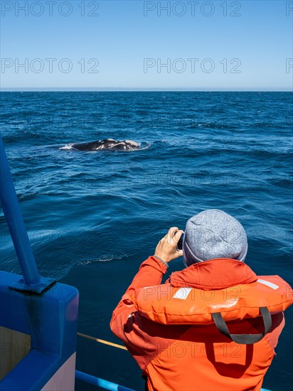 Tourist is looking for a whale
