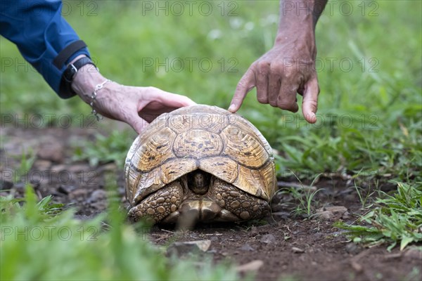 Leopard tortoise