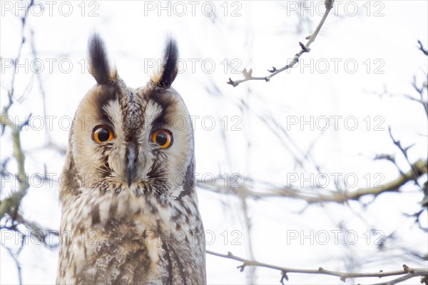 Long-eared owl