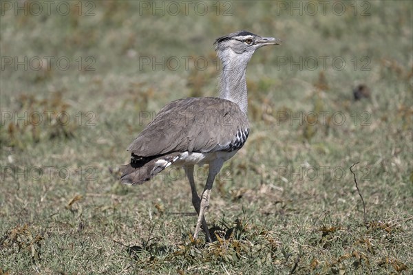 Kori bustard