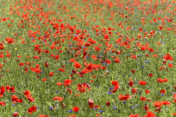 Poppy flowers