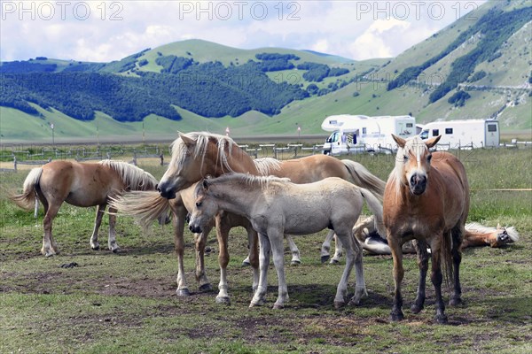 Haflinger horses and others