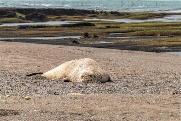 Southern elephant seal