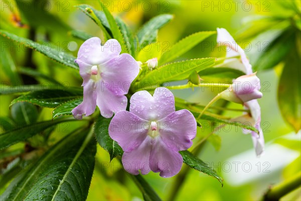 Impatiens sodenii
