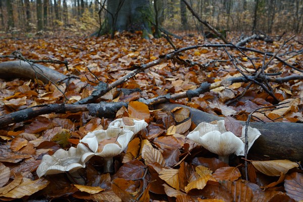 A group of fog caps