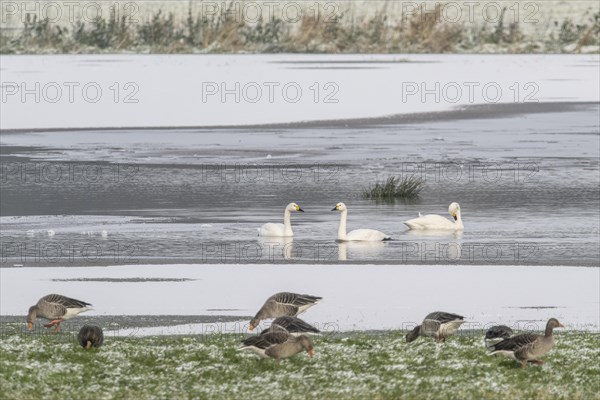 Tundra swans