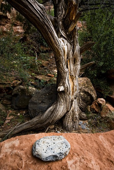 Art with natural objects