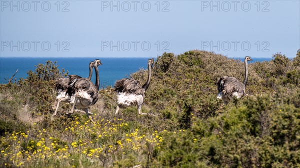 Greater rhea