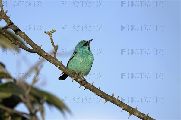 Male Blue Dacnis