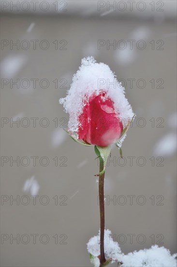 First snow