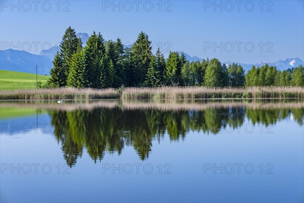 Panorama at Schmutterweiher