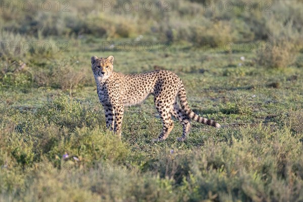 Cheetah