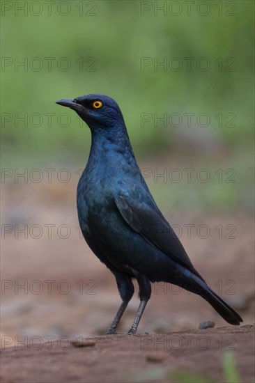 Cape starling