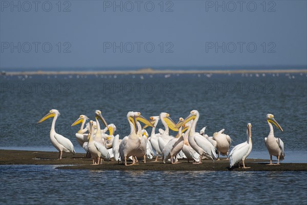 Great white pelican