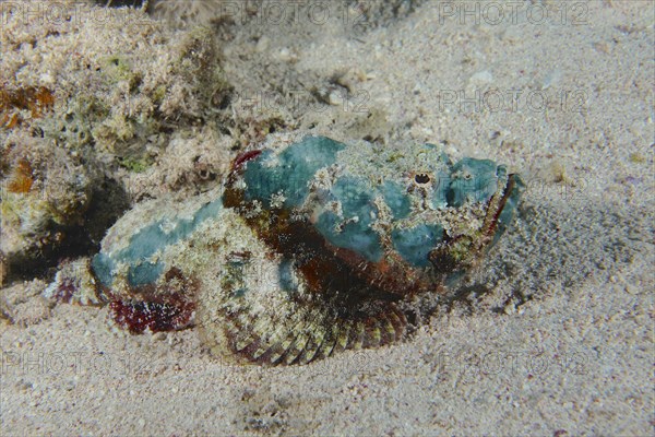 Juvenile Humphead Dragonhead