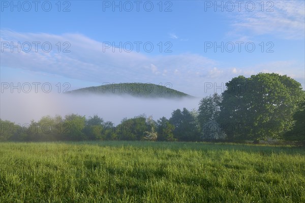 Meadow