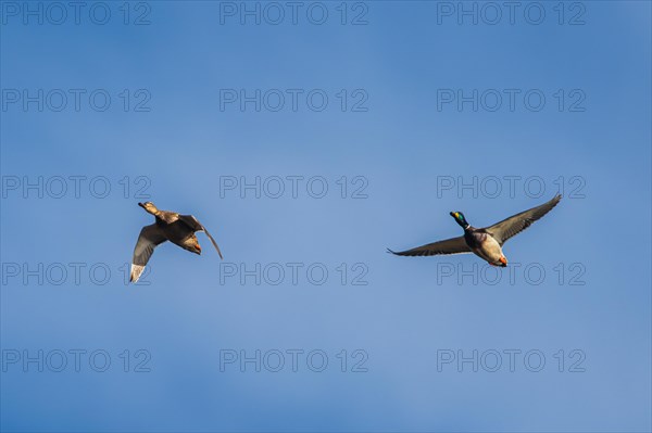 Mallard Duck