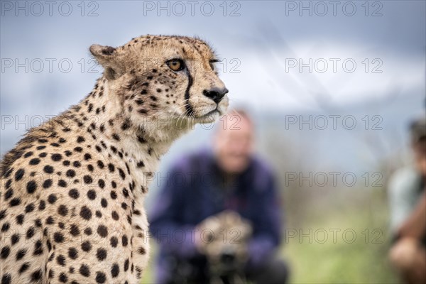 Cheetah