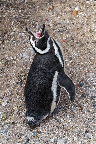 Magellanic penguin