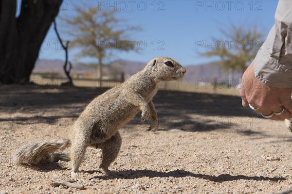 Mountain ground squirrel