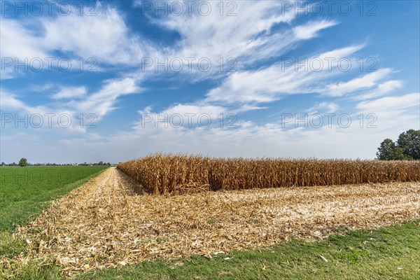 Maize field near Pieve di Cento