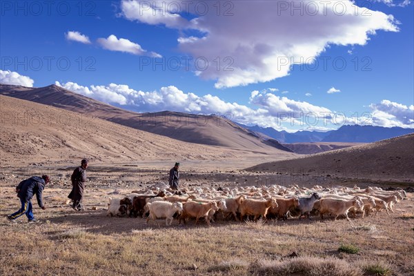 Shepherds with their Changthangi or Changpa