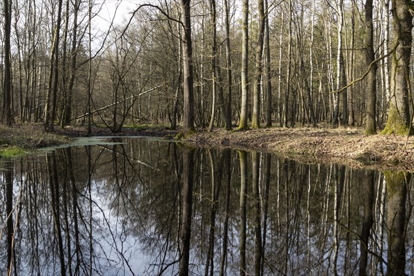 Water reflection of tree trunks in a pond in the forest