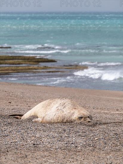 Southern elephant seal