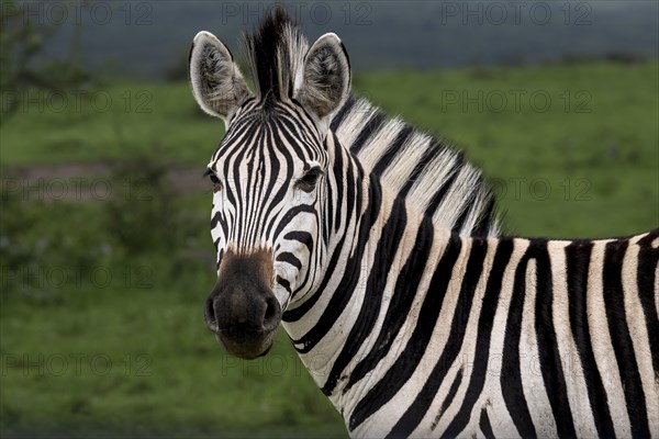 Plains zebra