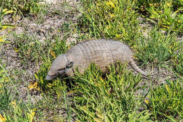 Dwarf armadillo