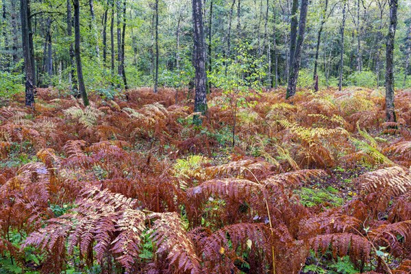 Autumn in the Buchholz Forest
