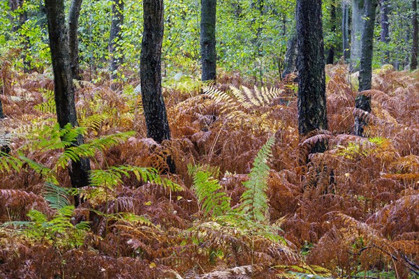 Autumn in the Buchholz Forest