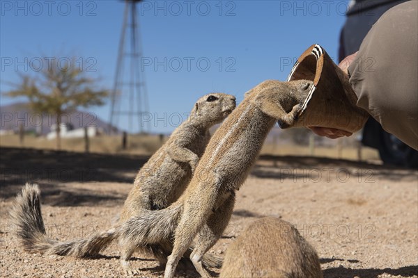 Mountain ground squirrel