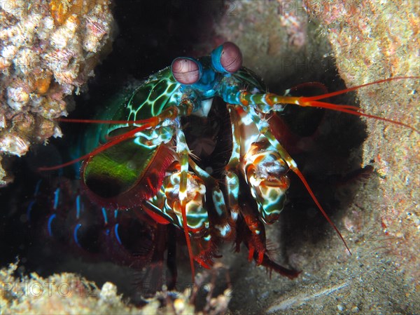 Portrait of peacock mantis shrimp