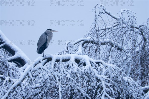 Grey heron