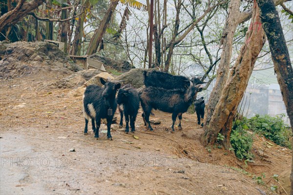 Local breed of Bach thao goats roaming in the roadside in Lao Chai Village in Sa pa Vietnam