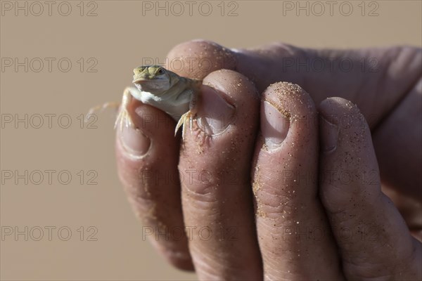 Shovel-nosed lizard