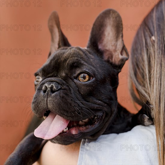 Close up adorable little french bulldog