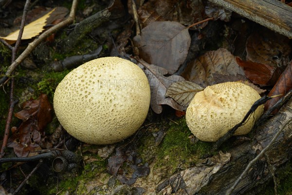 Two bovids on the forest floor. Germany