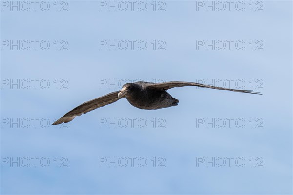Southern giant petrel