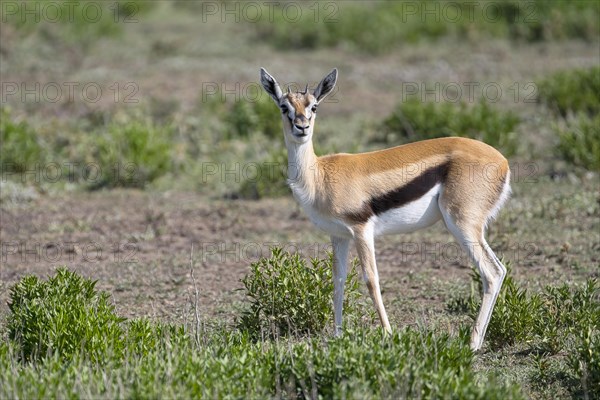 Serengeti thomsons gazelle