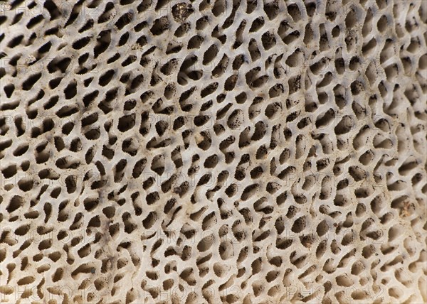 Supermacro of the honeycomb-like ears on the underside of the cap