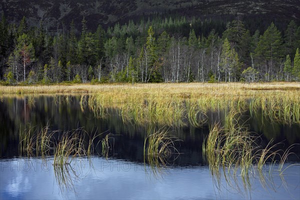 Bog in the Fulufjaellet National Park