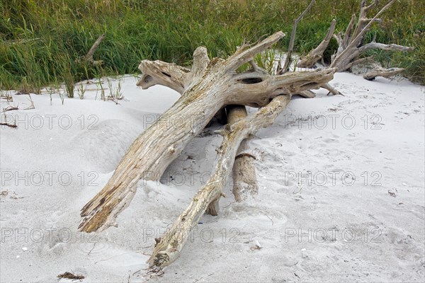 Dead trees