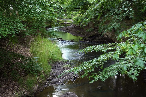 Brook