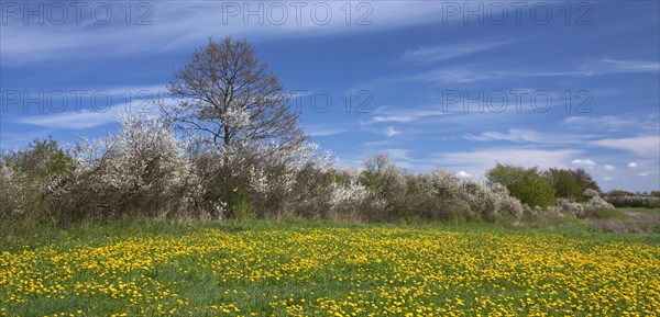 Hedge in spring with flowering Blackthorn