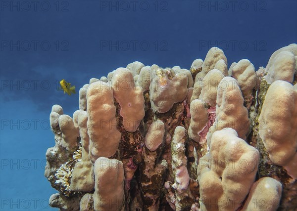 Hard corals
