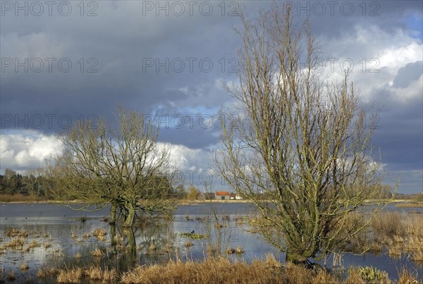 Willow trees in flooded meadow in the Belgian nature reserve Bourgoyen Ossemeersen